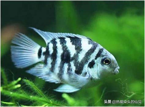 好養的小魚|新手養魚首選魚類有哪些？－風生水起「燈」好運。